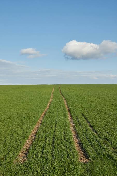 Teren Agricol Premium 150 HA – Comasat 100% – Cernoziom de Calitate Superioară