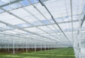 Industrial Greenhouse “Venlo” – 5000 sqm – Tempered Glass – Full Automation – 2025
