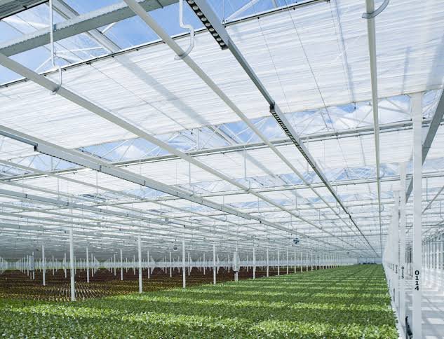 Industrial Greenhouse “Venlo” – 5000 sqm – Tempered Glass – Full Automation – 2025