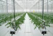 Industrial Greenhouse “Venlo” – 5000 sqm – Tempered Glass – Full Automation – 2025