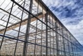 Industrial Greenhouse “Venlo” – 5000 sqm – Tempered Glass – Full Automation – 2025