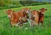 Lot of 15 Limousin Cattle – Pure Beef Genetics – EU Health Certificate