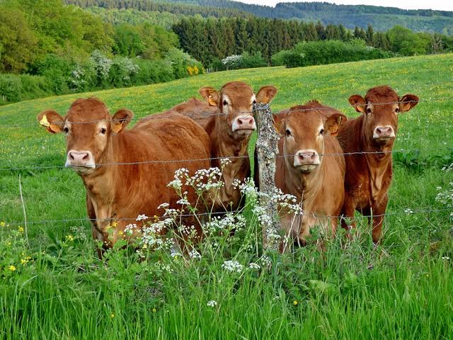 Lot of 15 Limousin Cattle – Pure Beef Genetics – EU Health Certificate