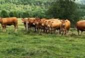Lot of 15 Limousin Cattle – Pure Beef Genetics – EU Health Certificate