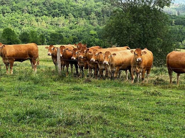 Lot of 15 Limousin Cattle – Pure Beef Genetics – EU Health Certificate