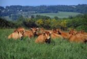 Lot of 15 Limousin Cattle – Pure Beef Genetics – EU Health Certificate