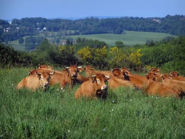 Lot of 15 Limousin Cattle – Pure Beef Genetics – EU Health Certificate