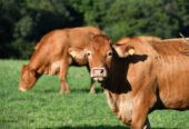 Lot of 15 Limousin Cattle – Pure Beef Genetics – EU Health Certificate