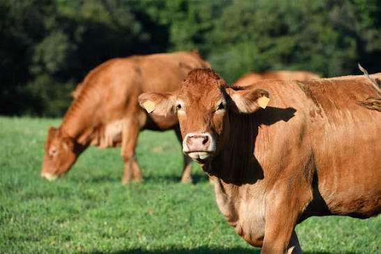 Lot of 15 Limousin Cattle – Pure Beef Genetics – EU Health Certificate