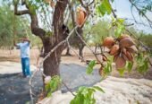 Certified Grafted Almond Seedlings (Tuono Variety) – Bulk Orders Available – Delivery in 2026