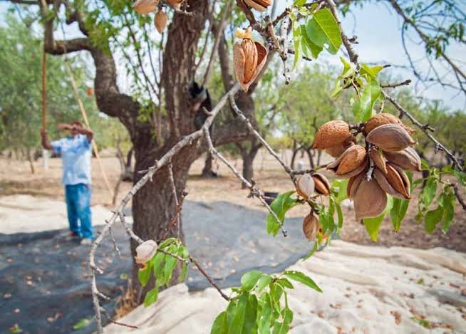 Certified Grafted Almond Seedlings (Tuono Variety) – Bulk Orders Available – Delivery in 2026