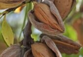 Certified Grafted Almond Seedlings (Tuono Variety) – Bulk Orders Available – Delivery in 2026