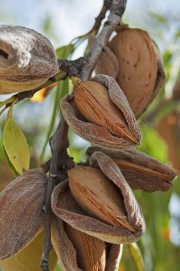 Certified Grafted Almond Seedlings (Tuono Variety) – Bulk Orders Available – Delivery in 2026