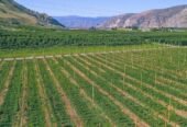 Certified Grafted Almond Seedlings (Tuono Variety) – Bulk Orders Available – Delivery in 2026
