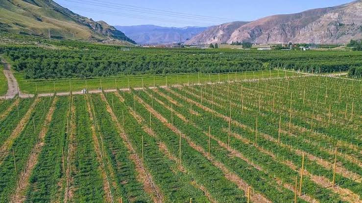 Certified Grafted Almond Seedlings (Tuono Variety) – Bulk Orders Available – Delivery in 2026