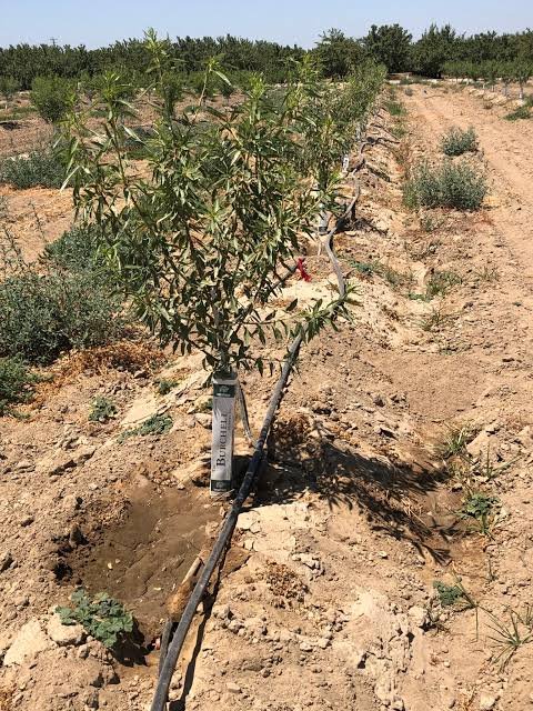 Certified Grafted Almond Seedlings (Tuono Variety) – Bulk Orders Available – Delivery in 2026